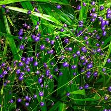 Dianella nigra (Turutu)