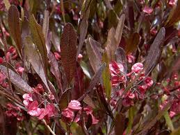 Dodonaea viscosa Purpurea (Red NZ Akeake)