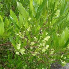 Dodonaea viscosa (NZ Ake Ake)
