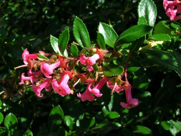 Escallonia Rubra (Escallonia)