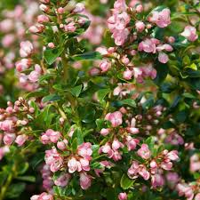 Escallonia Apple Blossom (Escallonia)