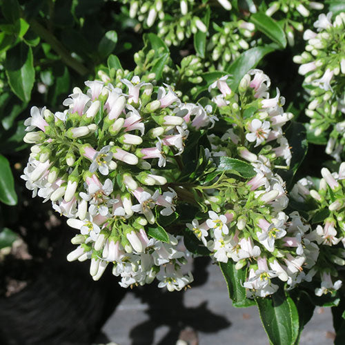Escallonia Snowbud (Escallonia)