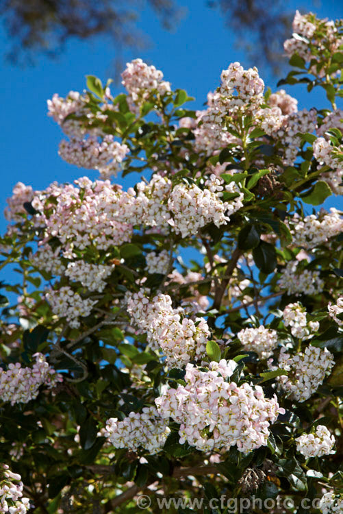 Escallonia exoniensis (Escallonia)