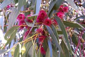 Eucalyptus leucoxylon Rosea (Red flowering yellow gum)