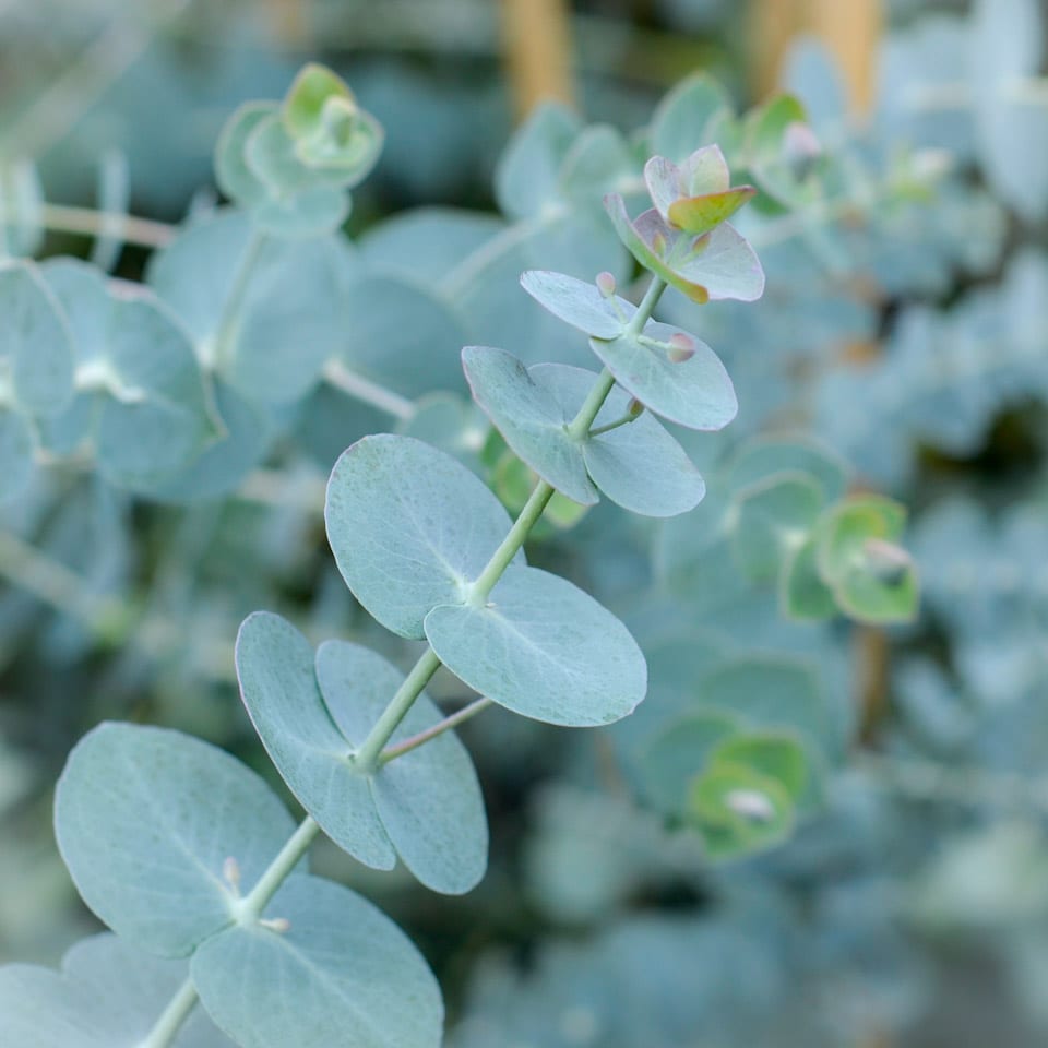 Eucalyptus pulverulenta Baby Blue (Florists Silver Dollar)