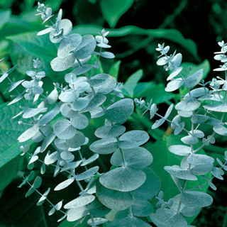 Eucalyptus gunnii ‘Blue Ice’ (Cider Gum)