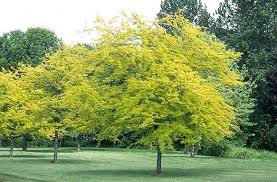 Gleditsia triacanthos Sunburst (Golden Honey locust)
