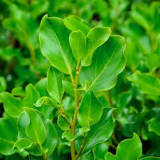 Griselinia littoralis Broadway Mint (NZ Broadleaf)