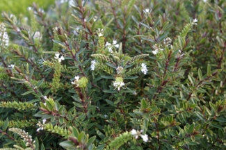 Hebe diosmifolia (Hebe)