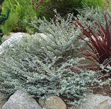 Hebe Quicksilver (Hebe)