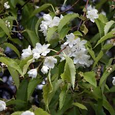 Hoheria populnea (Lacebark)