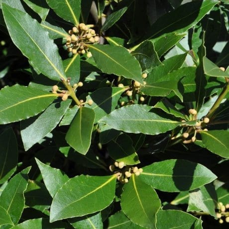 Lauris nobilis (Bay Tree)