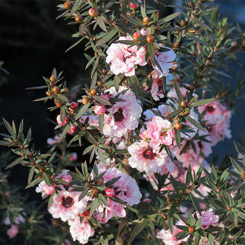 Leptospermum Blossom (Manuka)