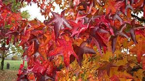 Liquidambar Lane Roberts (Sweet Gum)