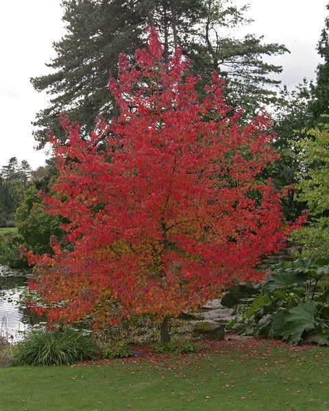 Liquidambar Worplesdon (Sweet Gum)