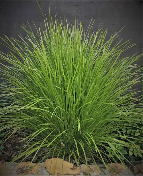 Lomandra Lime Tuff (Lomandra)