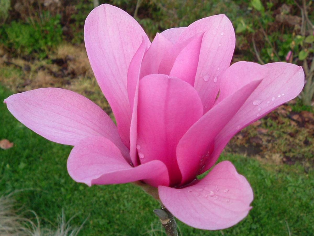 Magnolia Margaret Helen (Magnolia)