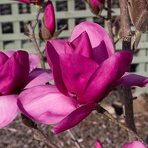Magnolia Royal Purple (Magnolia)