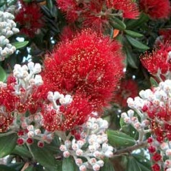 Metrosideros excelsa Vibrance (Pohutukawa)