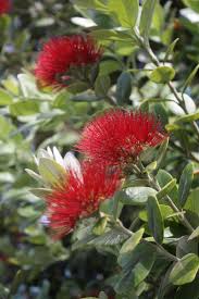 Metrosideros excelsa (Pohutukawa)