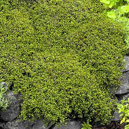 Muehlenbeckia axillaris (Creeping Wire Vine)