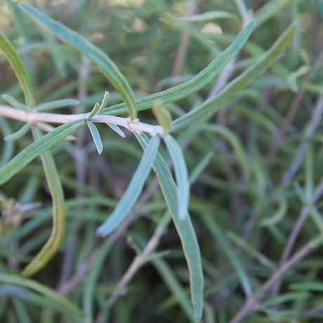Olearia lineata Dartonii (Twiggy Tree Daisy)