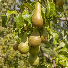 Pear Conference (Pear)
