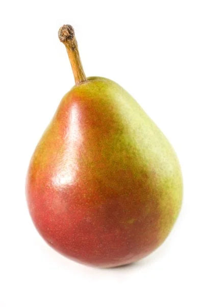 Pear Seckel Dwarf (Pear)