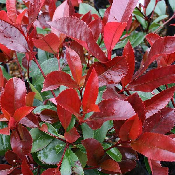 Photinia Red Robin (Photinia)