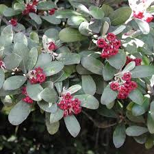 Pittosporum crassifolium (Karo)