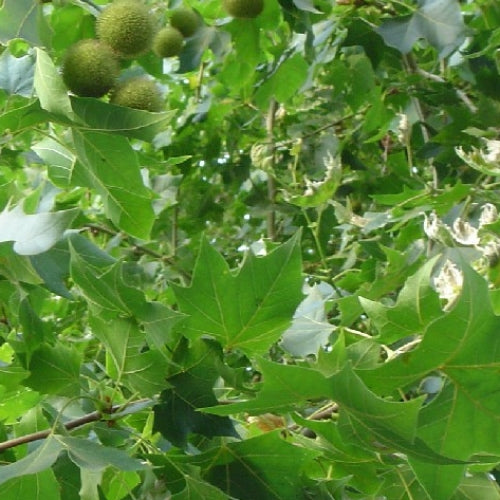Platanus x acerifolia (London Plane)