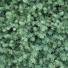Podocarpus totara Matapouri Blue (Blue Totara)