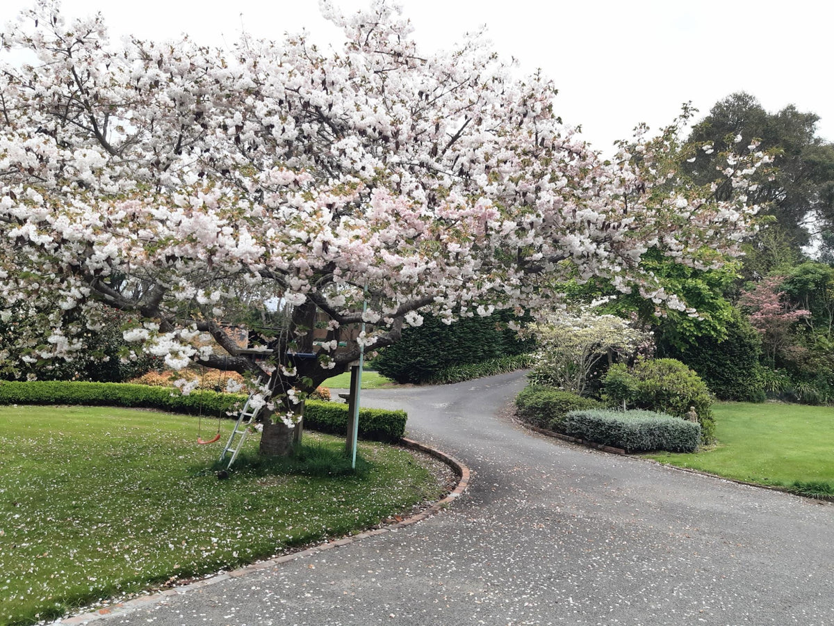 Prunus Shirotae (Mt. Fuji Cherry)