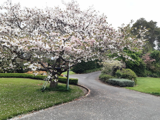 Prunus Shirotae (Mt. Fuji Cherry)