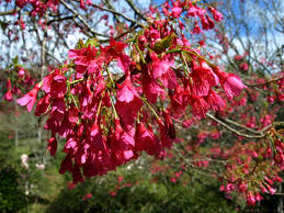 Prunus campanulata Superba (Taiwan Cherry)