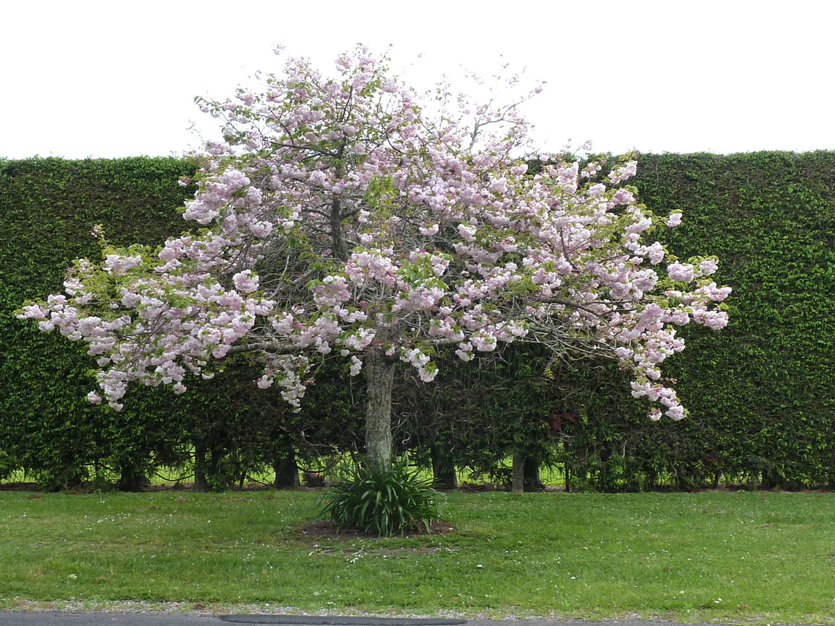 Prunus Shimidsu Sakura (Flowering Cherry)