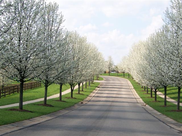 Pyrus ‘Aristocrat’ (Ornamental Pear)
