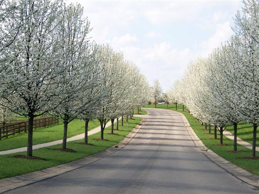 Pyrus ‘Aristocrat’ (Ornamental Pear)
