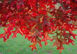 Quercus coccinea (Scarlet Oak)