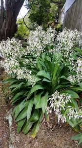 Arthropodium Matapouri Bay (Renga Renga Lily)