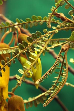 Sophora godleyii (papa kowhai, Godley's kowhai)