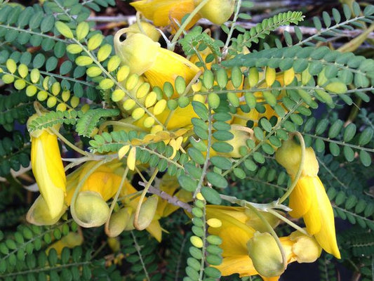 Sophora microphylla (South Island Kowhai, small-leaved Kowhai)