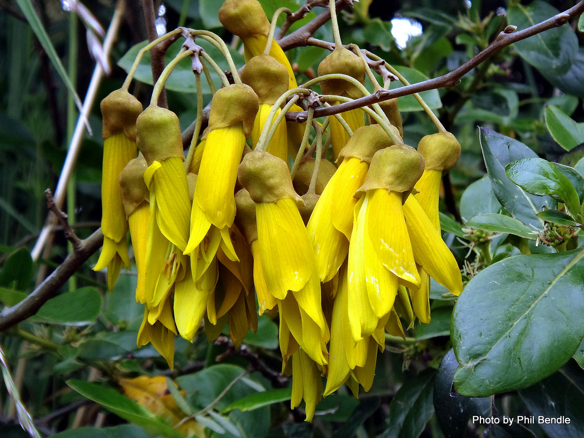 Sophora tetraptera (kowhai, large-leaved kowhai)
