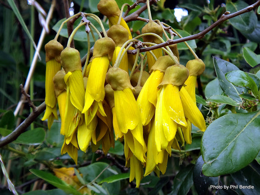 Sophora tetraptera (kowhai, large-leaved kowhai)