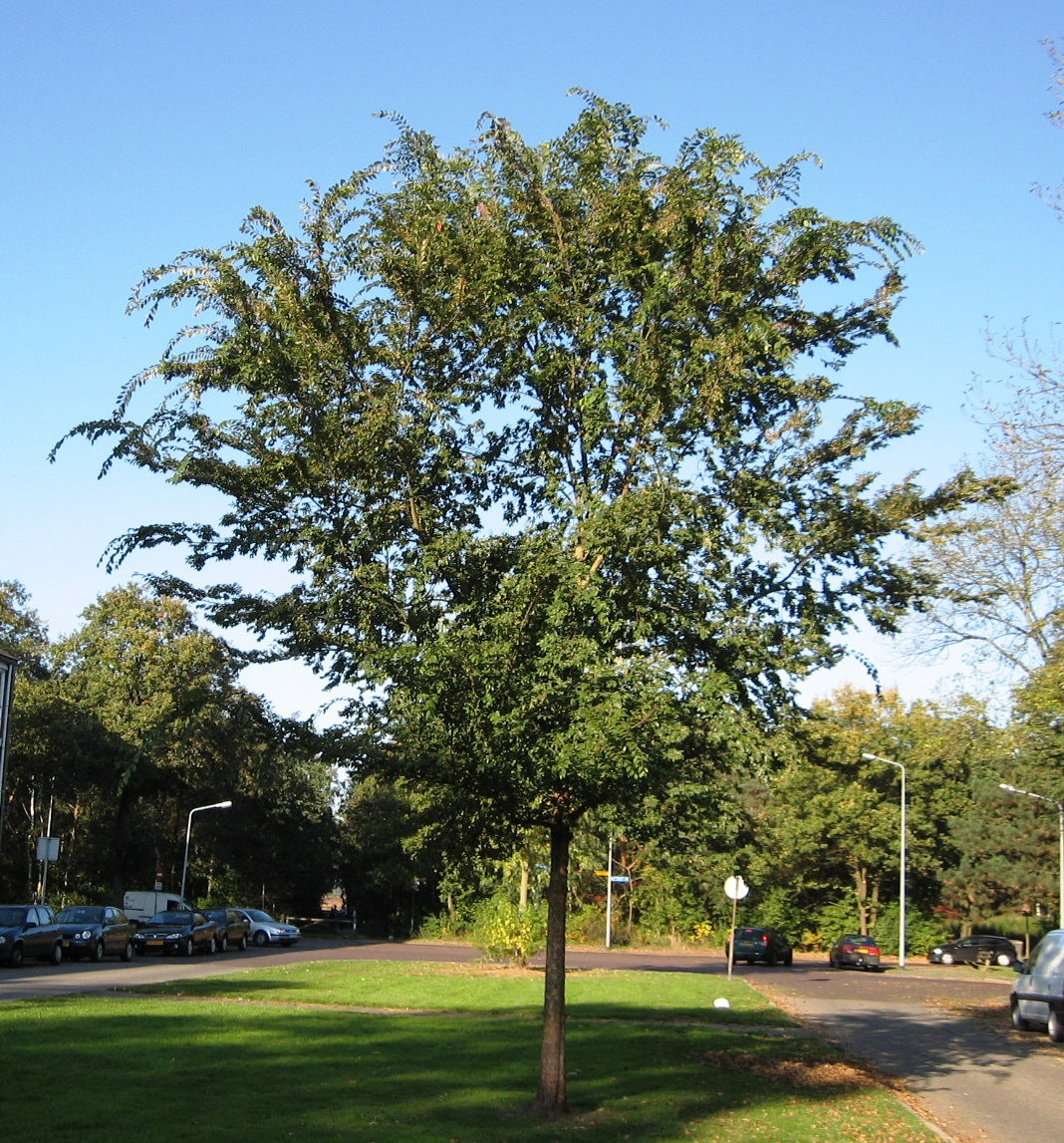 Ulmus parvifolia (Chinese Elm)