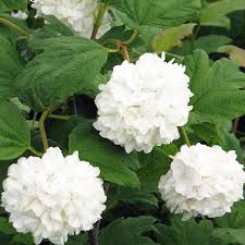 Viburnum opulus Sterile (Japanese Snowball Tree)