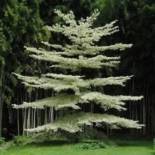 Cornus controversa Variegata (Wedding Cake Tree)