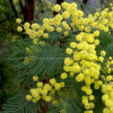 Acacia dealbata (Silver wattle)