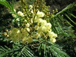 Acacia mearnsii (Black wattle)