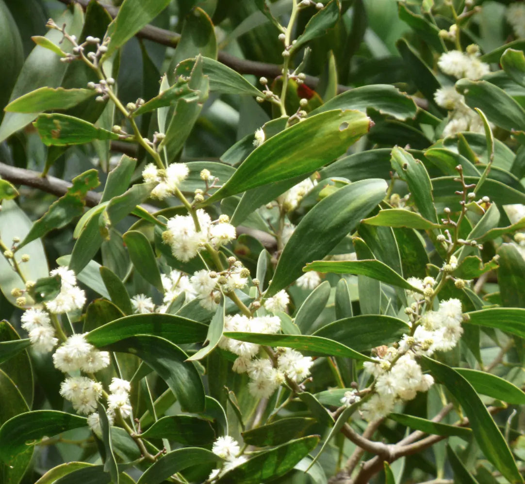 Acacia melanoxylon (Tasmainian Blackwood)